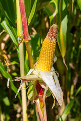 Close up of food corn on green field