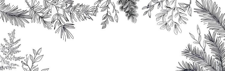 Fototapeta premium Pine tree frame line drawing white background