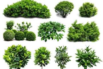 Obraz premium A collection of different types of trees and shrubs, great for landscaping or nature scenes