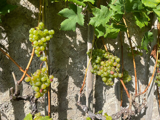 Closeup of grapes in a vineyard