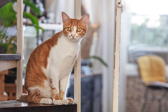 Ginger cat sitting on steps near railing at home