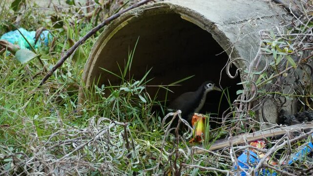 A bird surrounded by plastic pollution and garbage in a city area.