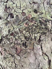 Bark of platania hispanica in closeup