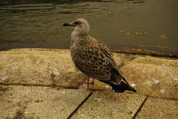 The Yellow-legged Gull young (Larus michahellis) is a species of bird within the gulls (Larinae). Atlantic coast Porto, Portugal.