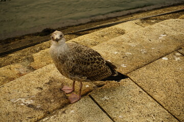 The Yellow-legged Gull young (Larus michahellis) is a species of bird within the gulls (Larinae). Atlantic coast Porto, Portugal.