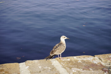The Yellow-legged Gull young (Larus michahellis) is a species of bird within the gulls (Larinae). Atlantic coast Porto, Portugal.