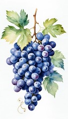 Obraz premium watercolor grapes blue olated raster watercolor painting grape bunch fruit sweet blue violet juicy ripe transparent tasty delicious muscat art berry plant hand drawn drawing vignetting illustration