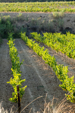planted rows of grapevines on arid, brown soil, highlighting the systematic nature of vineyard cultivation and the vibrant growth of the young plants in Penedes Spain