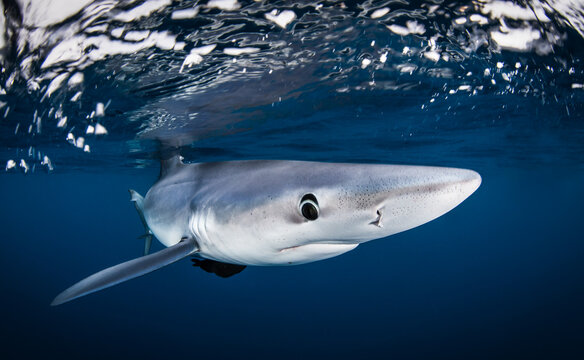 a close up of a shark