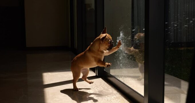 Excitable French Bulldog puppy playfully attacks glass door, attempting to catch water splashes from other side. Amusing indoor antics as lively young dog engages in humorous and energetic water game.