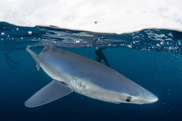 Split shot of a shark