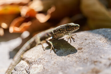 Little lizard closeup