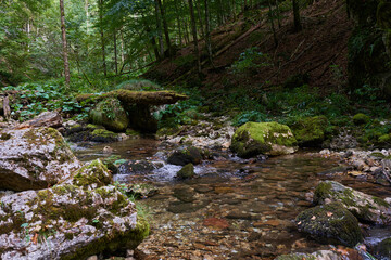 River in the forest