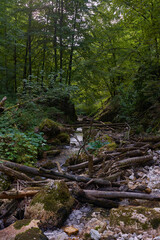 River in the forest
