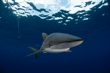 a close up of a shark