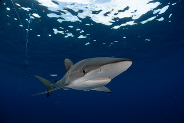 Obraz premium a close up of a shark