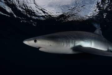 Fototapeta premium a close up of a shark