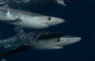 a close up of a shark