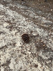 Pinecone in sand