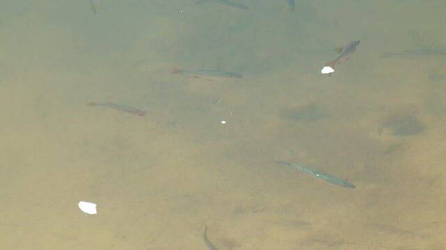 Small freshwater fish swim and play in sunny weather in a pond or in a river