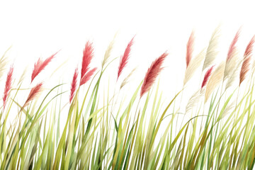 PNG Pampas watercolor border backgrounds grass plant.