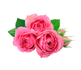 Pink rose with blooms rose