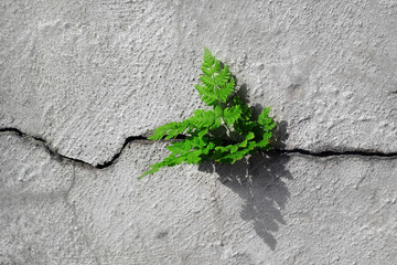 young sprout breaks through a crack in concrete. young green power concept