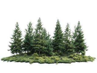 Group of evergreen trees, white isolated background