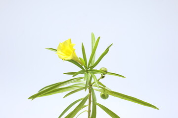  yellow bloom of Thevetia peruviana isolated on white