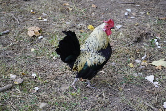 The Serama (Malay: Ayam Serama), also called the Malaysian Serama, is a bantam breed of chicken originating in Malaysia within the last 50 years. Porto City Park, Portugal.