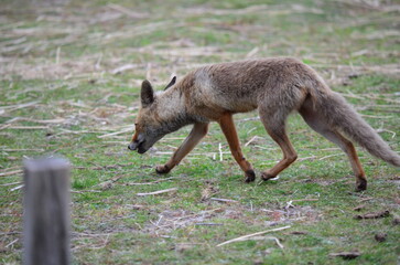 Coyote walking through grassy field in natural habitat
