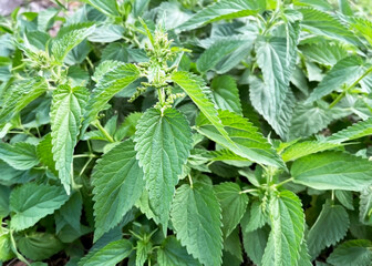 green nettle bush growing in the forest
