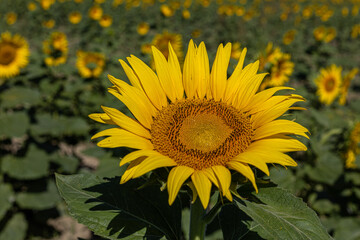 Sunflowers in the field close-up, agriculture, harvest, bright, beautiful, summer, spring, nature, village, yellow