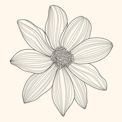 line art big head of dahlia flower on beige background 