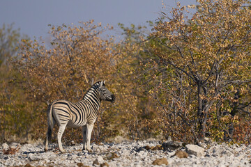 Burchell's zebra (Equus quagga burchellii)  in Etosha National Park, Namibia