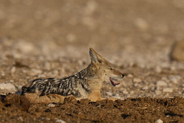 Black-backed Jackal (Canis mesomelas) lying on the ground in Etosha National Park, Namibia