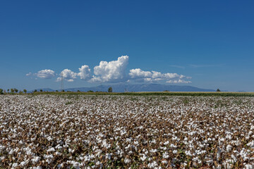 cotton field with white cotton buds.Cotton fields ready for harvest in Izmir - Menemen plain