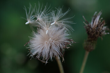 今にも飛んでいきそうなアザミのタネ
