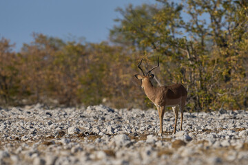 Male Black-faced Impala (Aepyceros melampus petersi) in Etosha National Park, Namibia.             ...