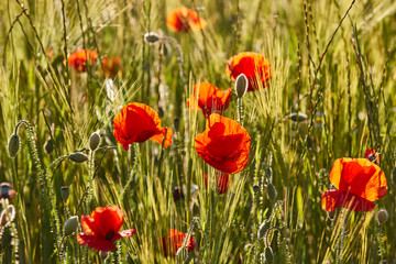 Obraz premium Poppy flowers at sunset. Delicate vibrant wildflowers. Springtime