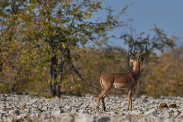 Male Black-faced Impala (Aepyceros melampus petersi) in Etosha National Park, Namibia.                               