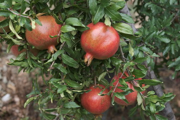 Pomegranate production is widespread in the Mediterranean Region of Turkey