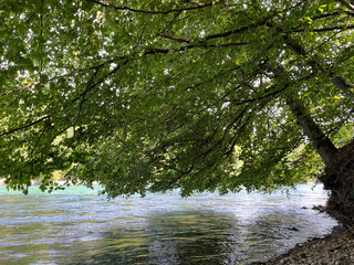 Large tree hanging over the waters of river Aare