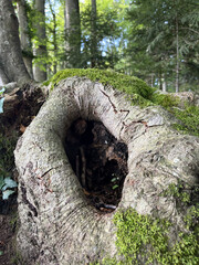 Tree hole in close uö