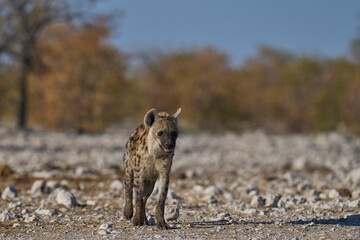 Spotted Hyaena (Crocuta crocuta) approaching a waterhole along a game trail in Etosha National Park, Namibia