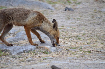 Fox sniffing and exploring rocky terrain in a dry area
