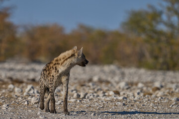 Obraz premium Spotted Hyaena (Crocuta crocuta) approaching a waterhole along a game trail in Etosha National Park, Namibia