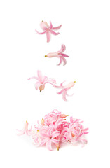 Pink Hyacinth Petals Isolated, Small Hyacinth Flowers