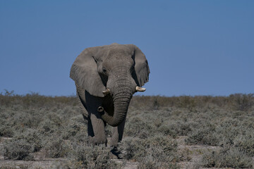 Large bull African elephant (Loxodonta africana) approaching a waterhole in Etosha National Park in Namibia.