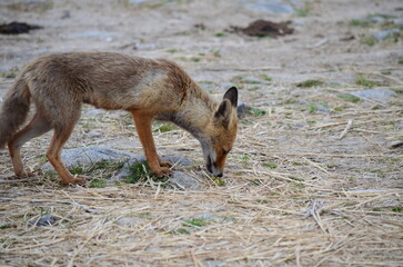 Fox sniffing the ground on a dry, grassy area with rocks
